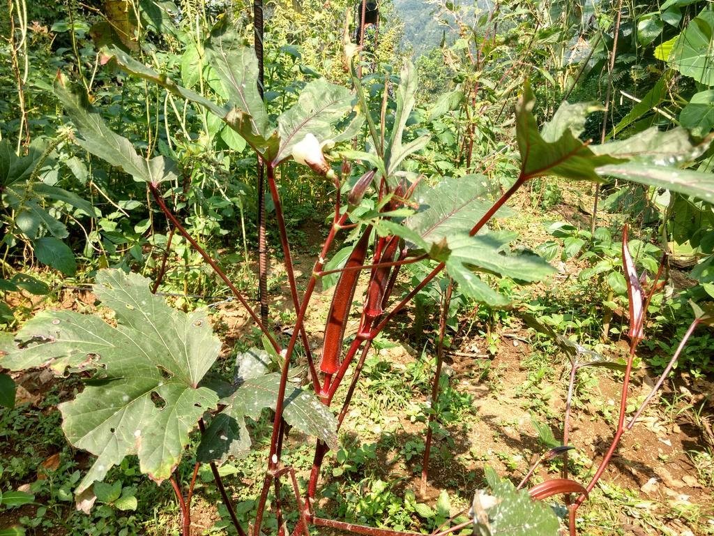 Sceva'S Garden Home Munnar Exterior photo