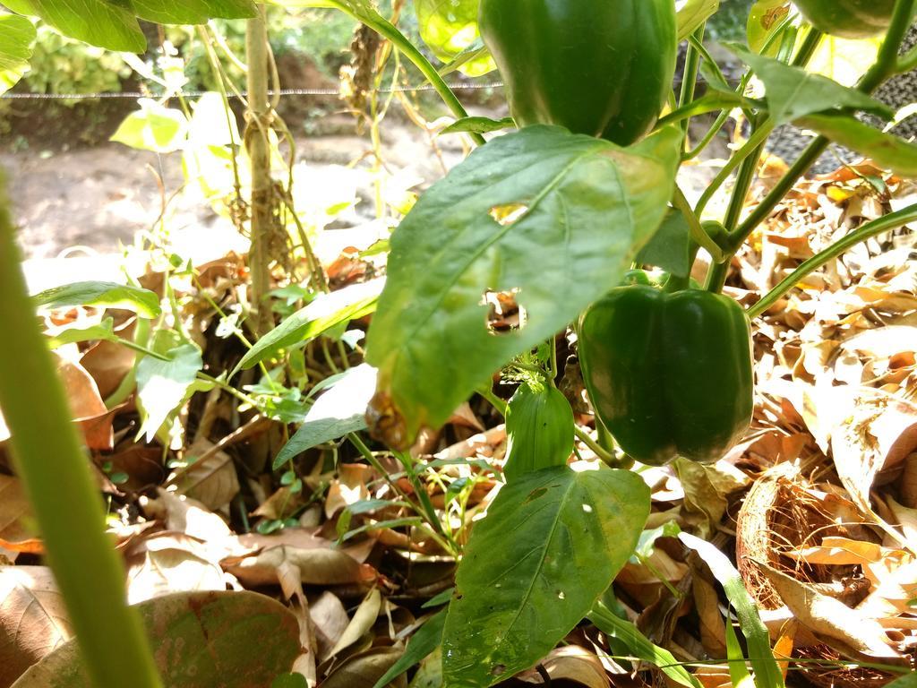 Sceva'S Garden Home Munnar Exterior photo